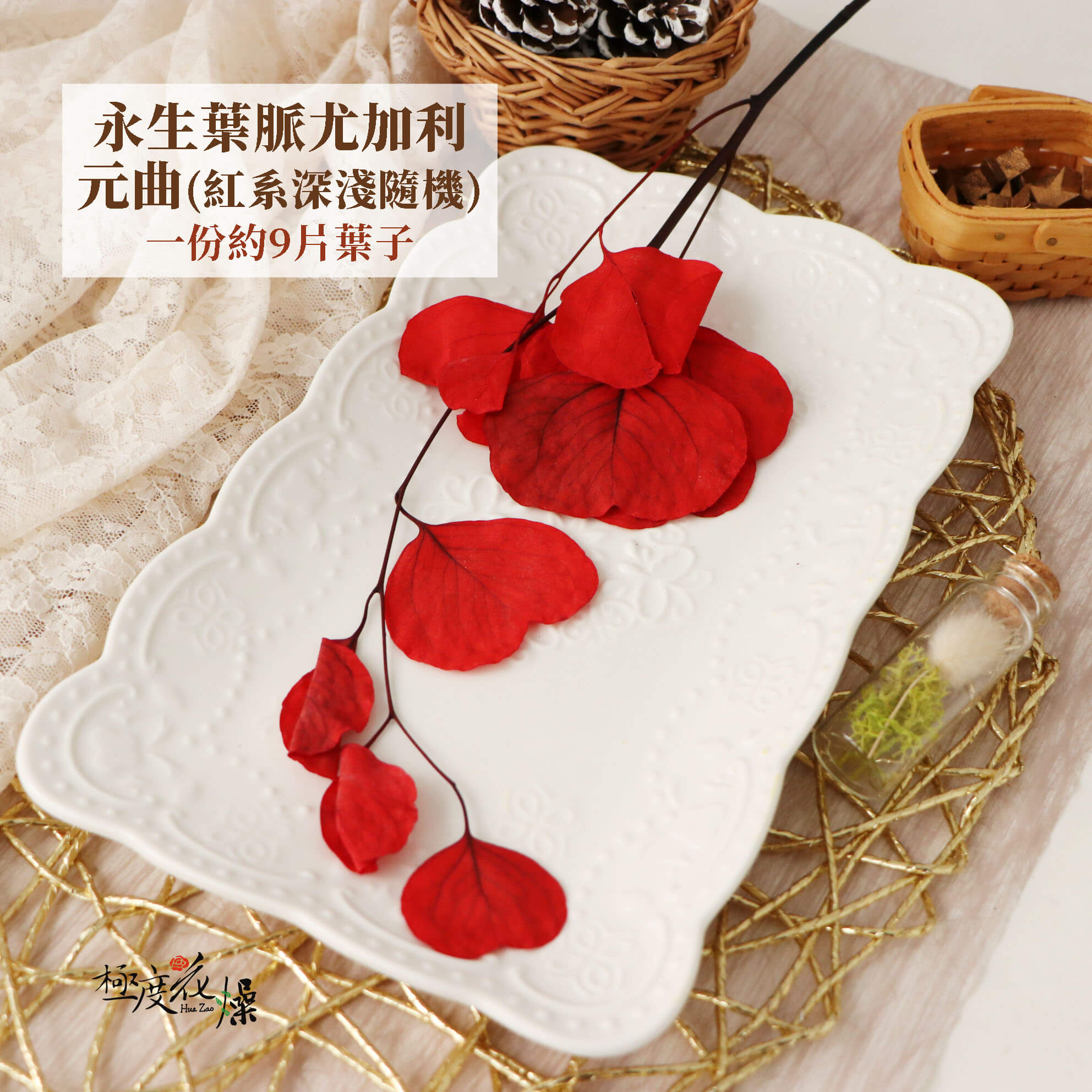 葉脈紅 _永生葉脈尤加利