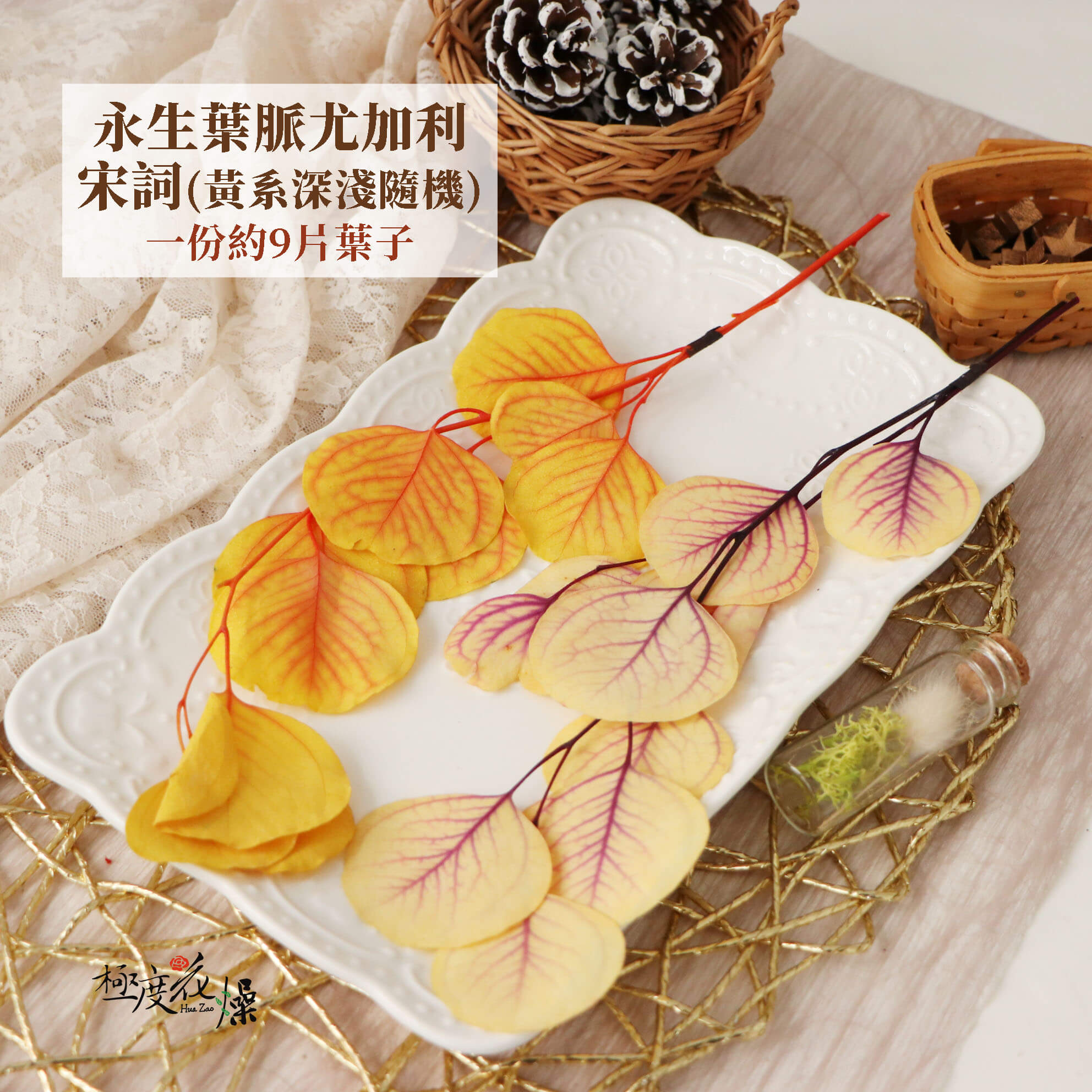 葉脈黃 _永生葉脈尤加利