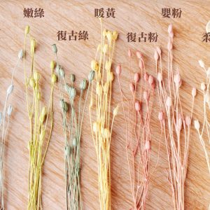 規格_風鈴花