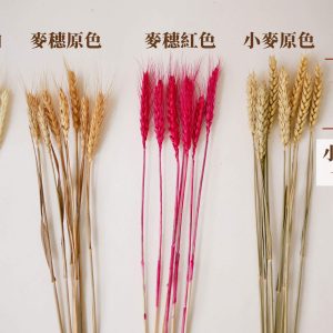 規格_麥穗