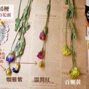 規格 _乾燥桔梗