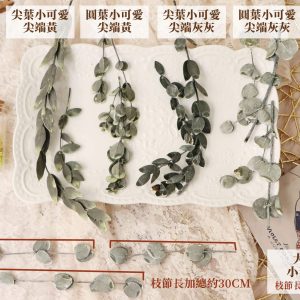 規格 _大地小葉尤加利