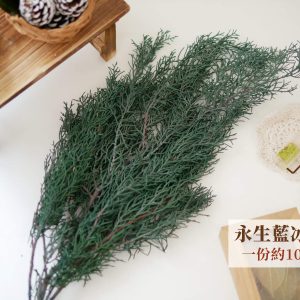 規格 _整包永生藍冰柏