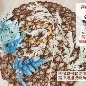 規格 _整枝高山羊齒