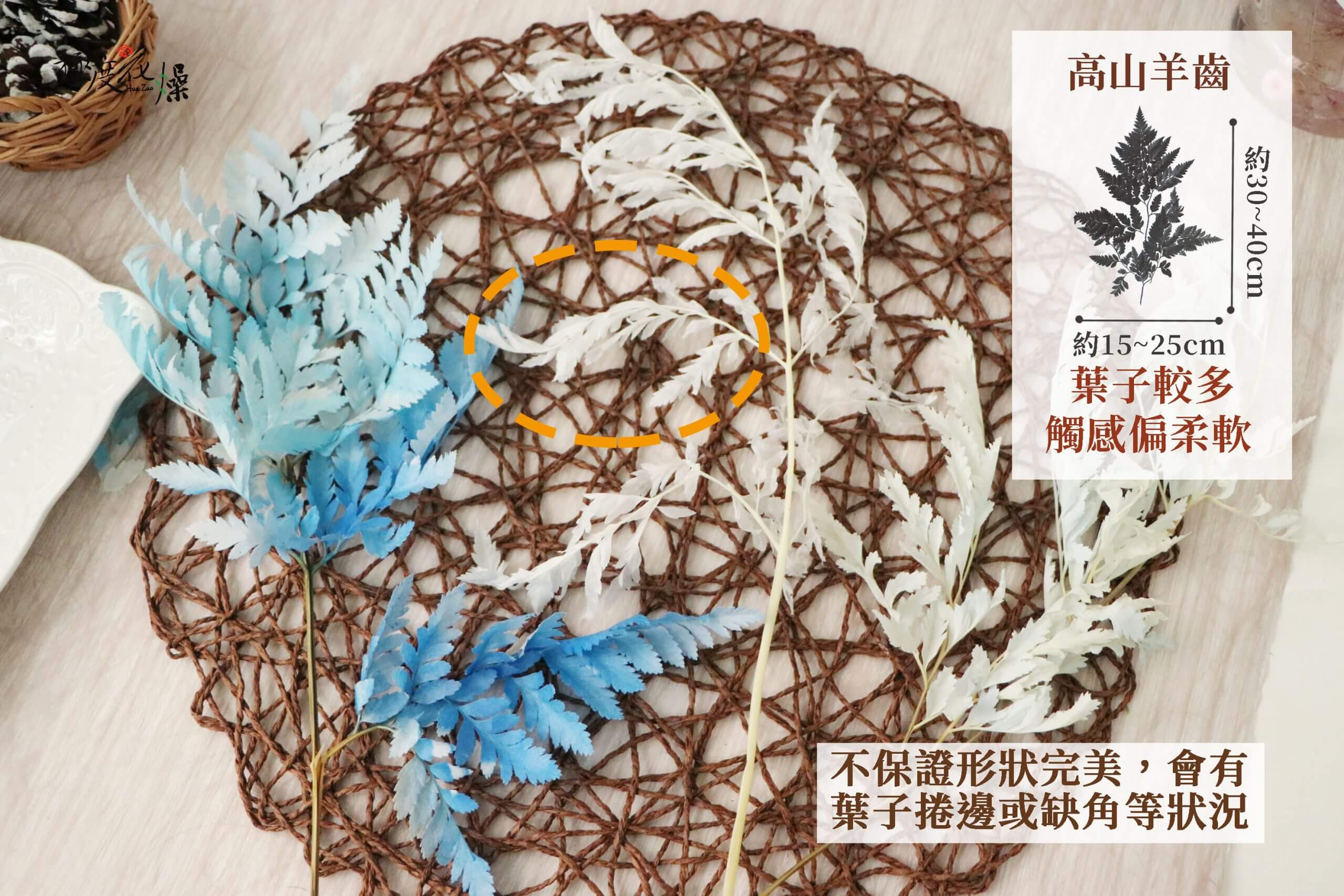 規格 _整枝高山羊齒 規格 _整枝高山羊齒