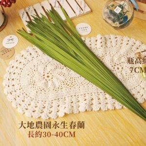 規格 _永生春蘭