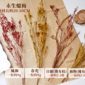規格 _永生臘梅