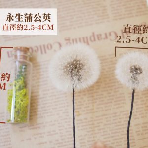 規格 _永生蒲公英