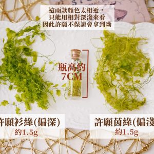 規格 _海金沙