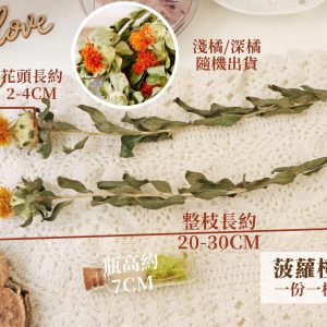 規格 _菠蘿橙