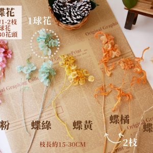 規格 _蝴蝶花