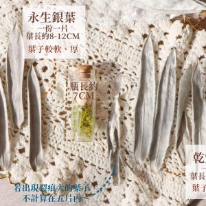 規格 _銀葉