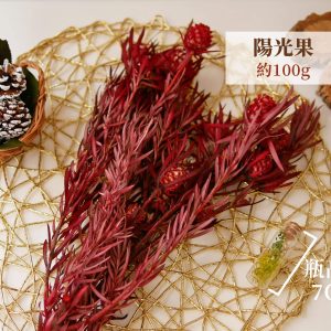 規格 _陽光果