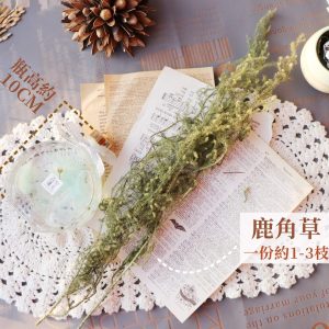 規格 _鹿角草