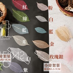 規格 顏色 _骨架葉