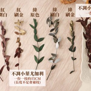 規格_不凋小葉尤加利 拷貝