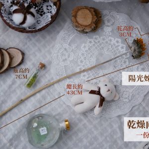 規格_乾燥向日葵 拷貝
