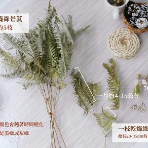 規格_乾燥綠芒萁 拷貝