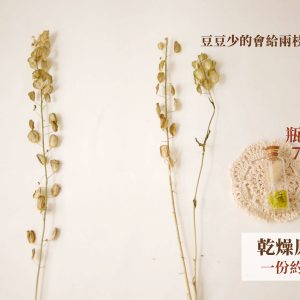 規格_乾燥翠扇 拷貝