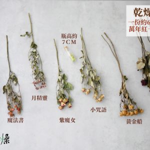 規格_分裝迷你玫瑰 拷貝