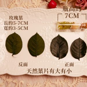 規格_單葉玫瑰葉 拷貝