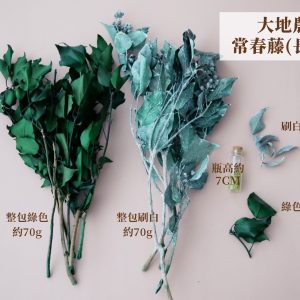 規格_大地農園永生常春藤(長青葉) 拷貝