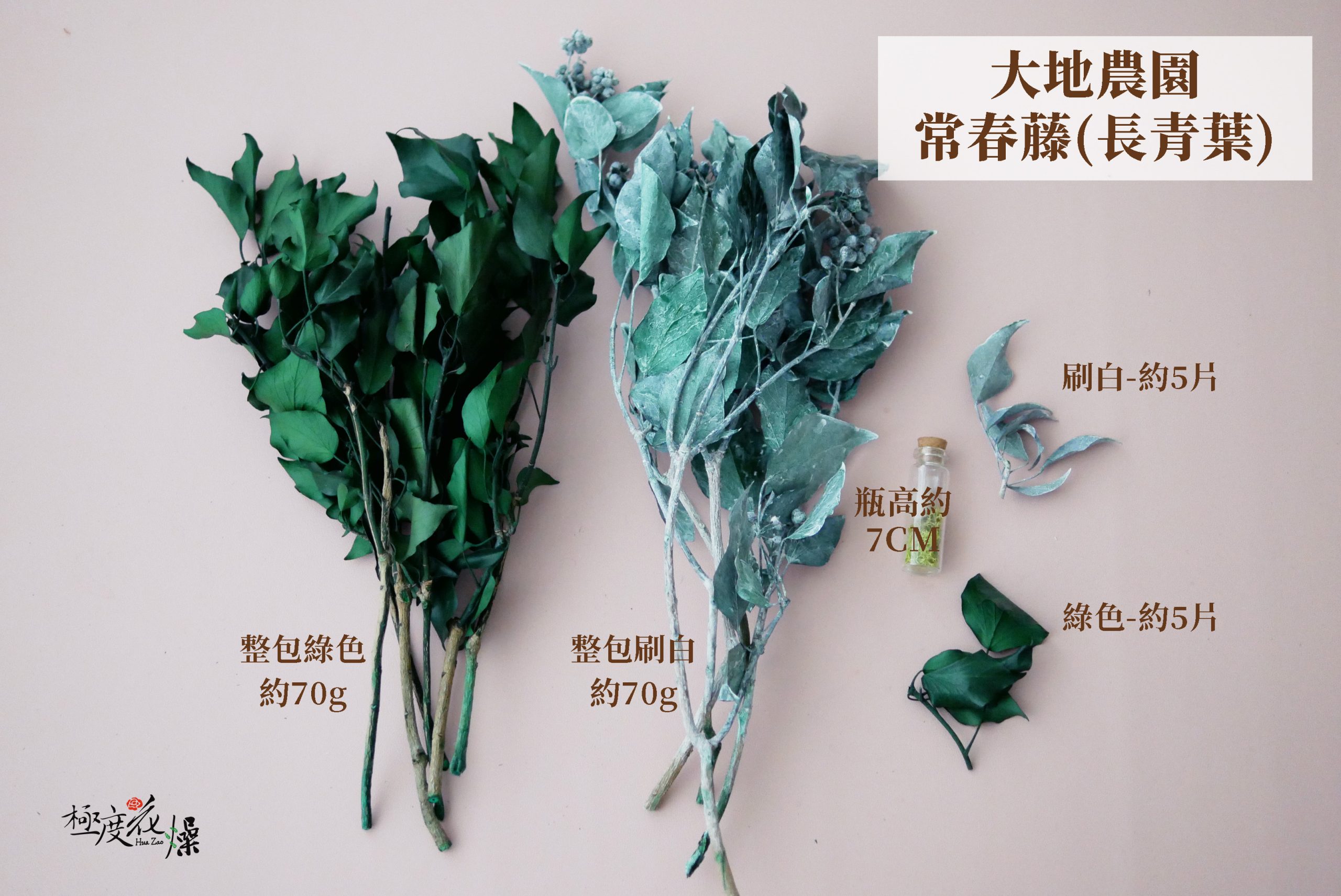 規格_大地農園永生常春藤(長青葉) 拷貝