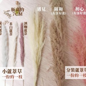 規格_小蘆葦 拷貝12