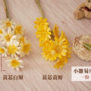 規格_小雛菊瓜子花 拷貝