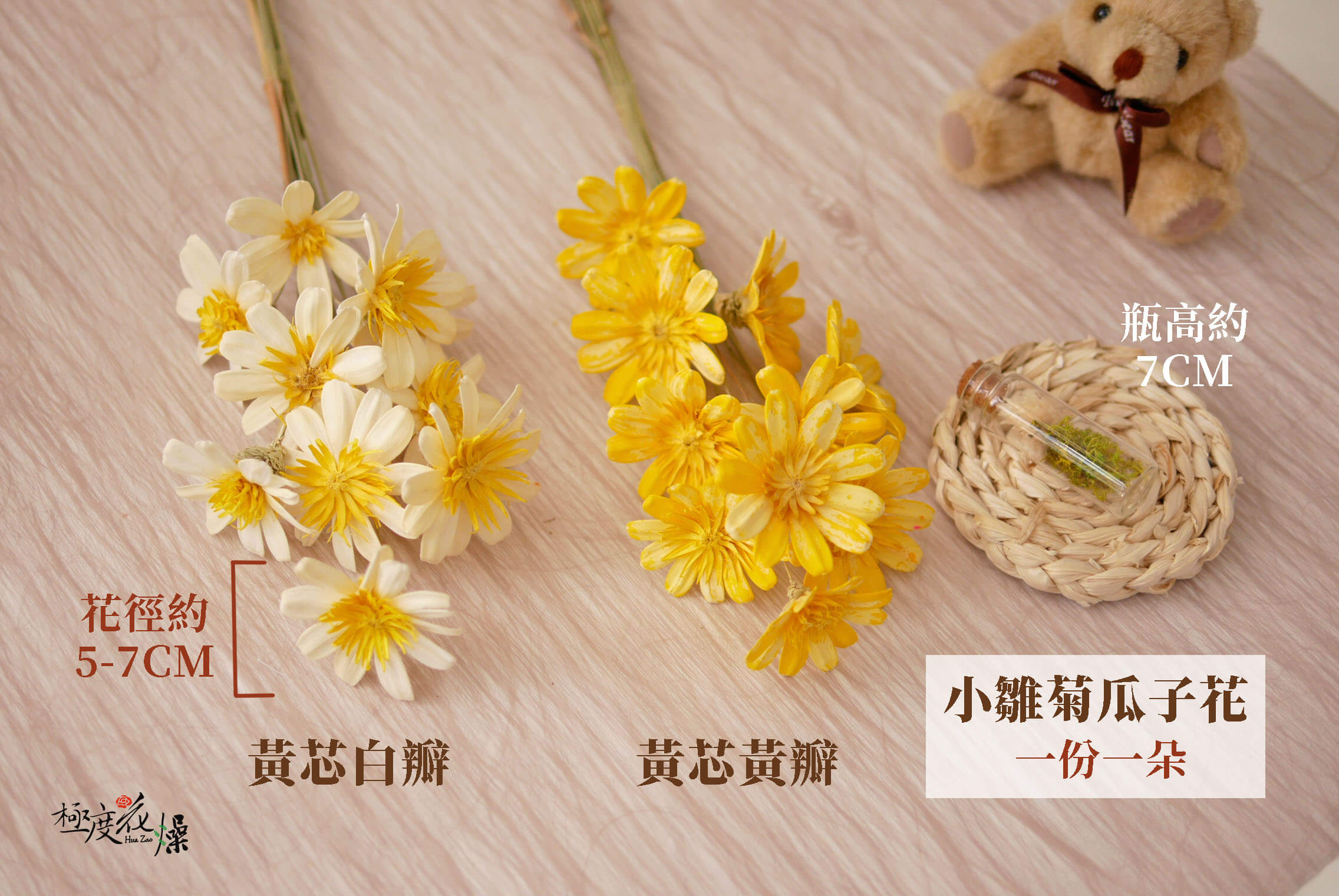 規格_小雛菊瓜子花 拷貝
