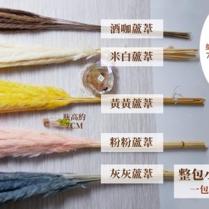 規格_整包小蘆葦 拷貝