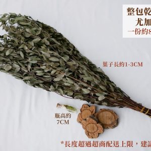 規格_整包尖葉尤加利葉 拷貝