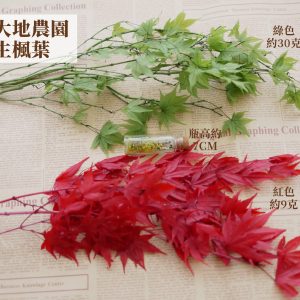 規格_整包永生楓葉 拷貝