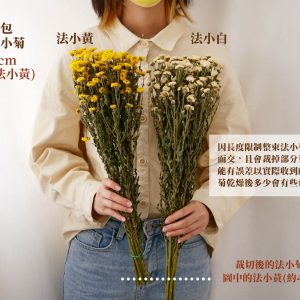 規格_整包法小菊 拷貝