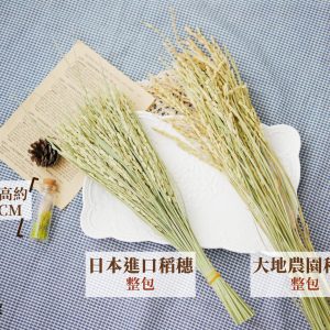 規格_整包稻穗 拷貝