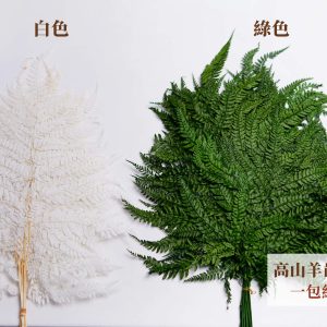 規格_整包高山羊齒 拷貝