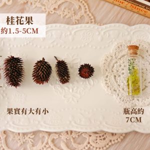 規格_桂花果 拷貝