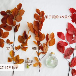 規格_永生山毛櫸 拷貝