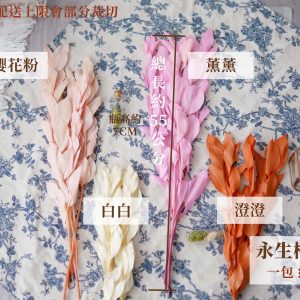 規格_永生樺木葉 拷貝