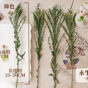 規格_永生黃鶯 拷貝