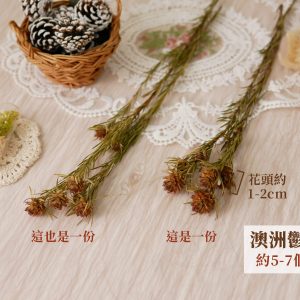 規格_澳洲鬱金香 拷貝