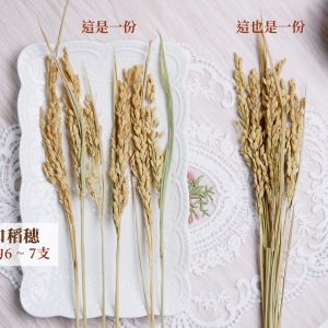 規格_稻穗 拷貝
