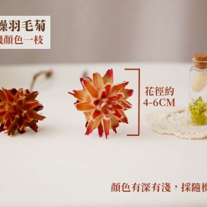 規格_羽毛菊 拷貝