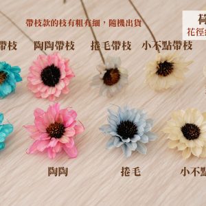 規格_荷蘭菊 拷貝