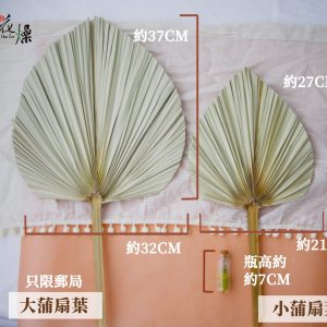 規格_蒲扇葉 拷貝