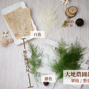 規格_蘆筍葉 拷貝