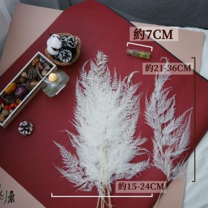 規格_雪花蕨 拷貝