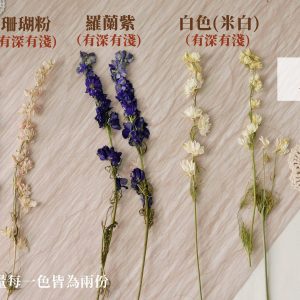 規格_飛燕草 拷貝
