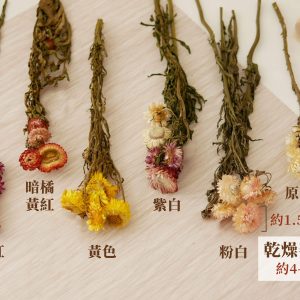 規格_麥桿菊 拷貝