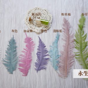 規格一枝顏色_永生芒萁 拷貝